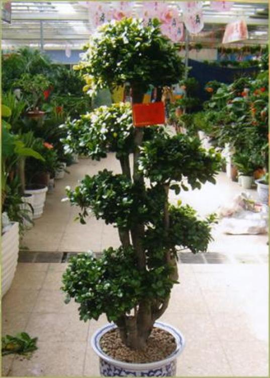 羅湖區(qū)綠植盆景租賃報(bào)價(jià)與專(zhuān)業(yè)養(yǎng)護(hù)服務(wù)全解析
