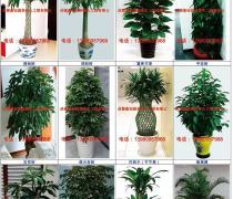 綠色生活，輕享自然——綠化植物租擺與租賃熱賣(mài)促銷(xiāo)
