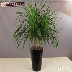 商務(wù)樓宇綠色生態(tài) 專(zhuān)業(yè)綠植租憑與花卉租擺養(yǎng)護(hù)服務(wù)