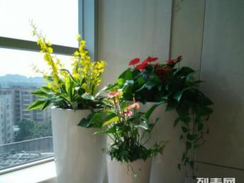 廣州綠植租賃與鮮花綠植購(gòu)買(mǎi)指南 打造室內(nèi)空間的自然生機(jī)