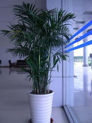 夏威夷椰子 家居與辦公綠植的優(yōu)雅之選，重慶萬(wàn)千花卉為您提供專(zhuān)業(yè)租賃服務(wù)