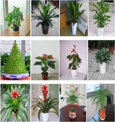 深圳綠植生態(tài)管家 盆景、盆栽、花卉租擺與全周期養(yǎng)護(hù)服務(wù)