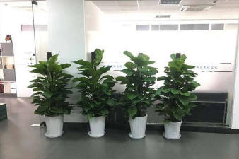 綠色辦公新風(fēng)尚 植物租賃讓辦公環(huán)境煥發(fā)活力